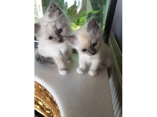 PoulaTo: birman x ragdoll